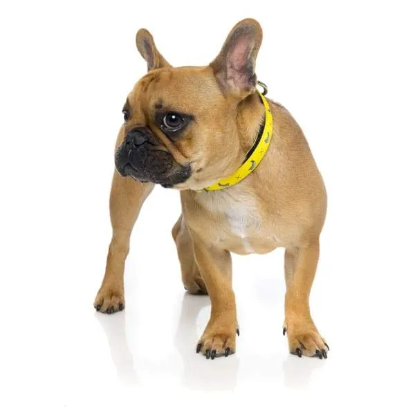 [15% OFF] Fuzzyard Monkey Mania Dog Collar (3 Sizes)