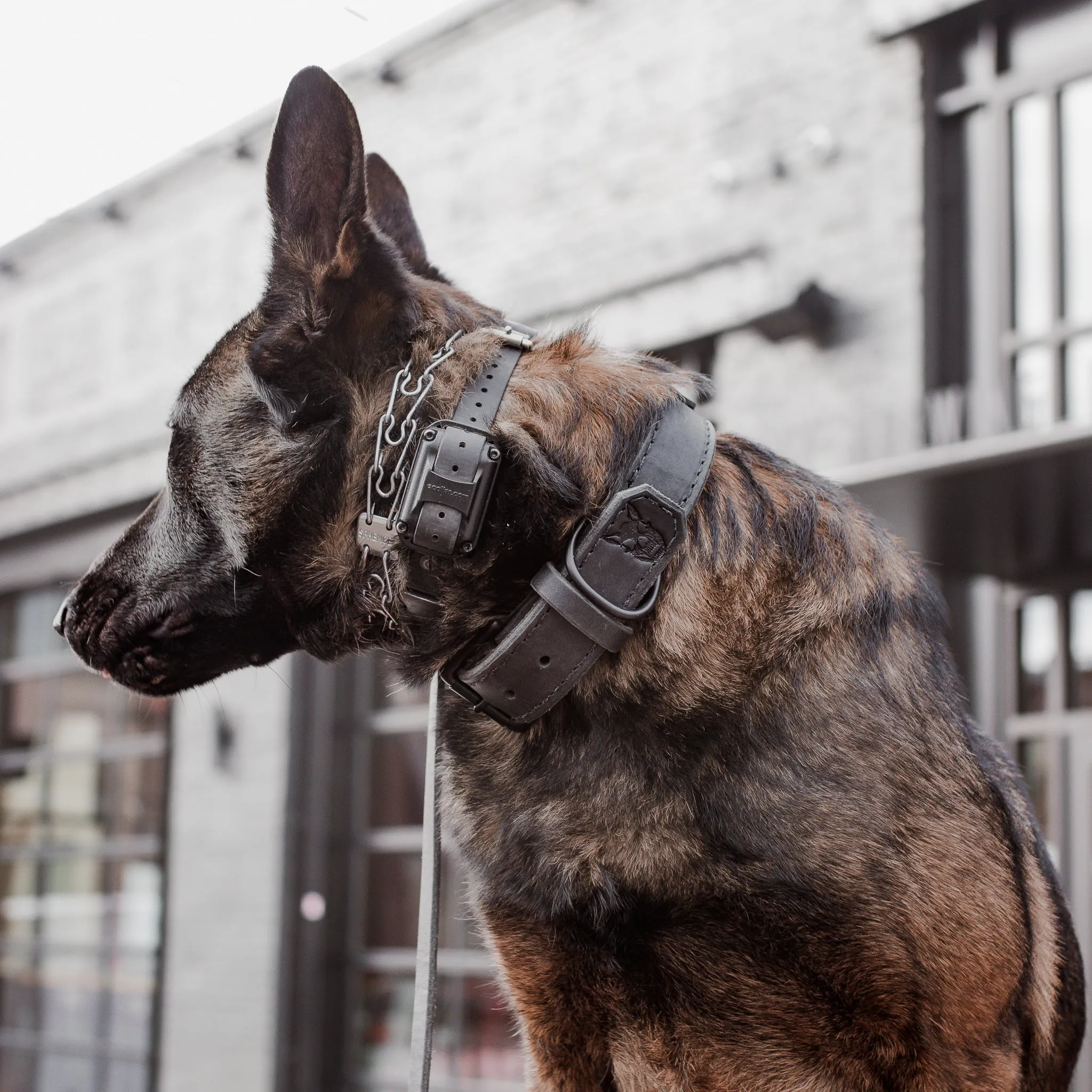 1.5" Black Latigo Collar