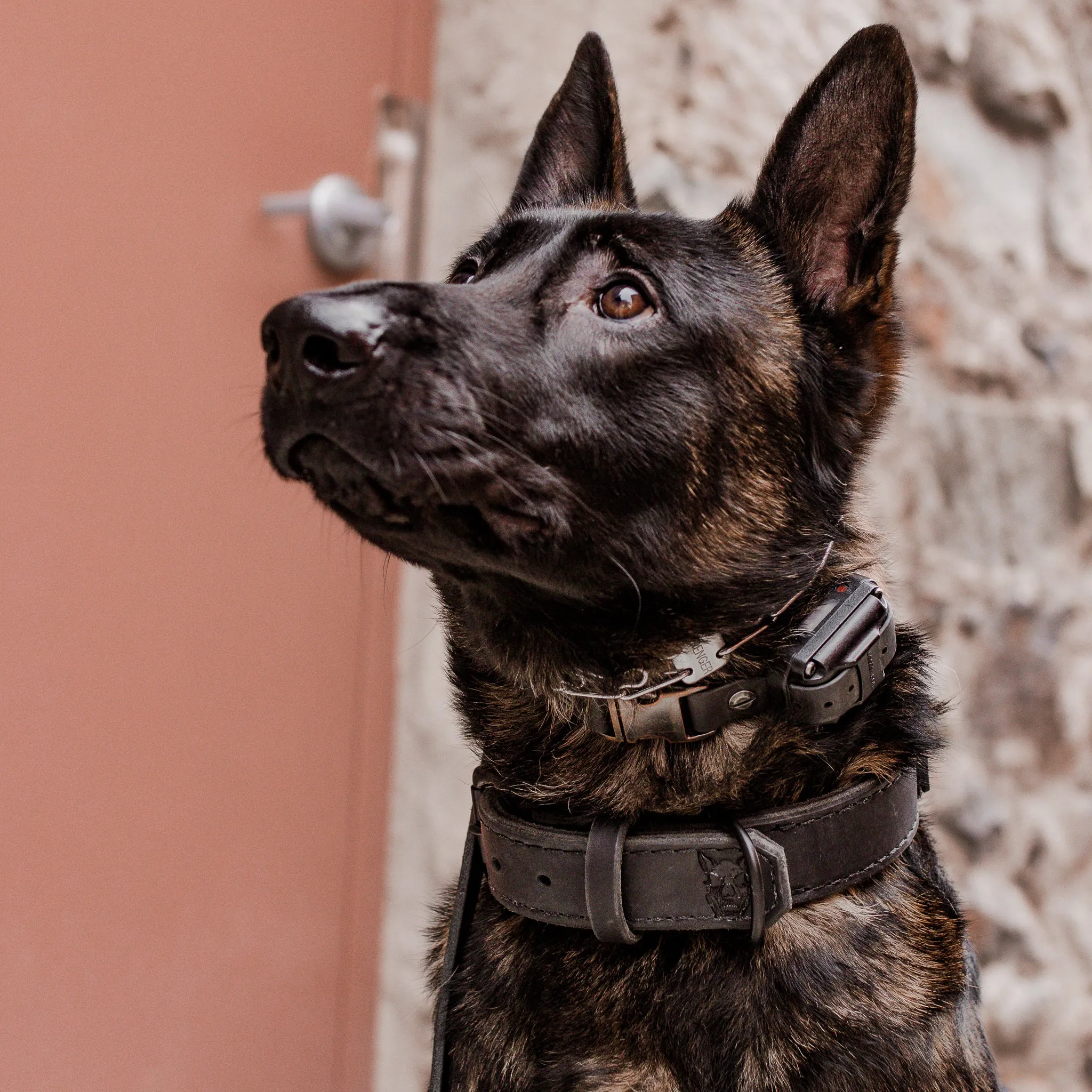 1.5" Black Latigo Collar