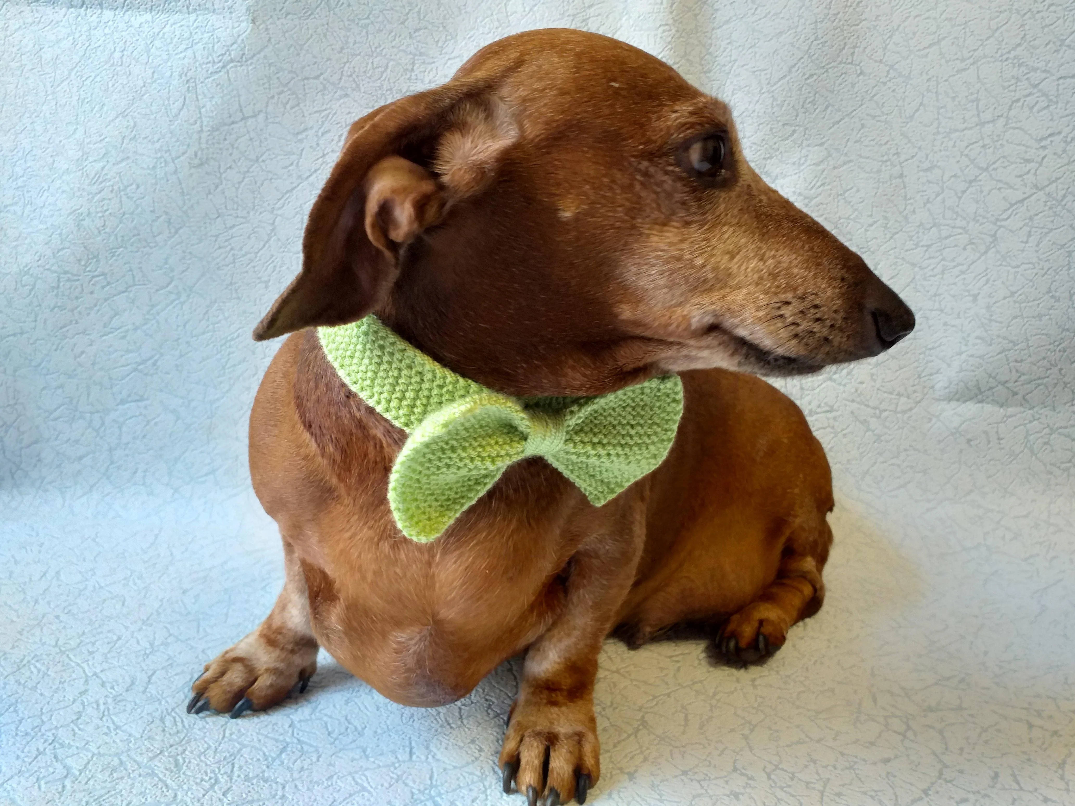 Bow collar for dachshund or small dog