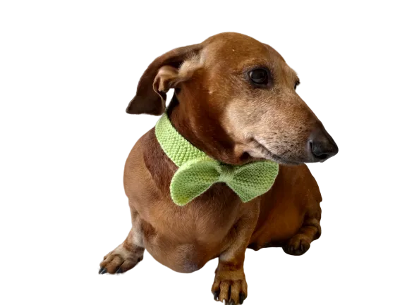 Bow collar for dachshund or small dog