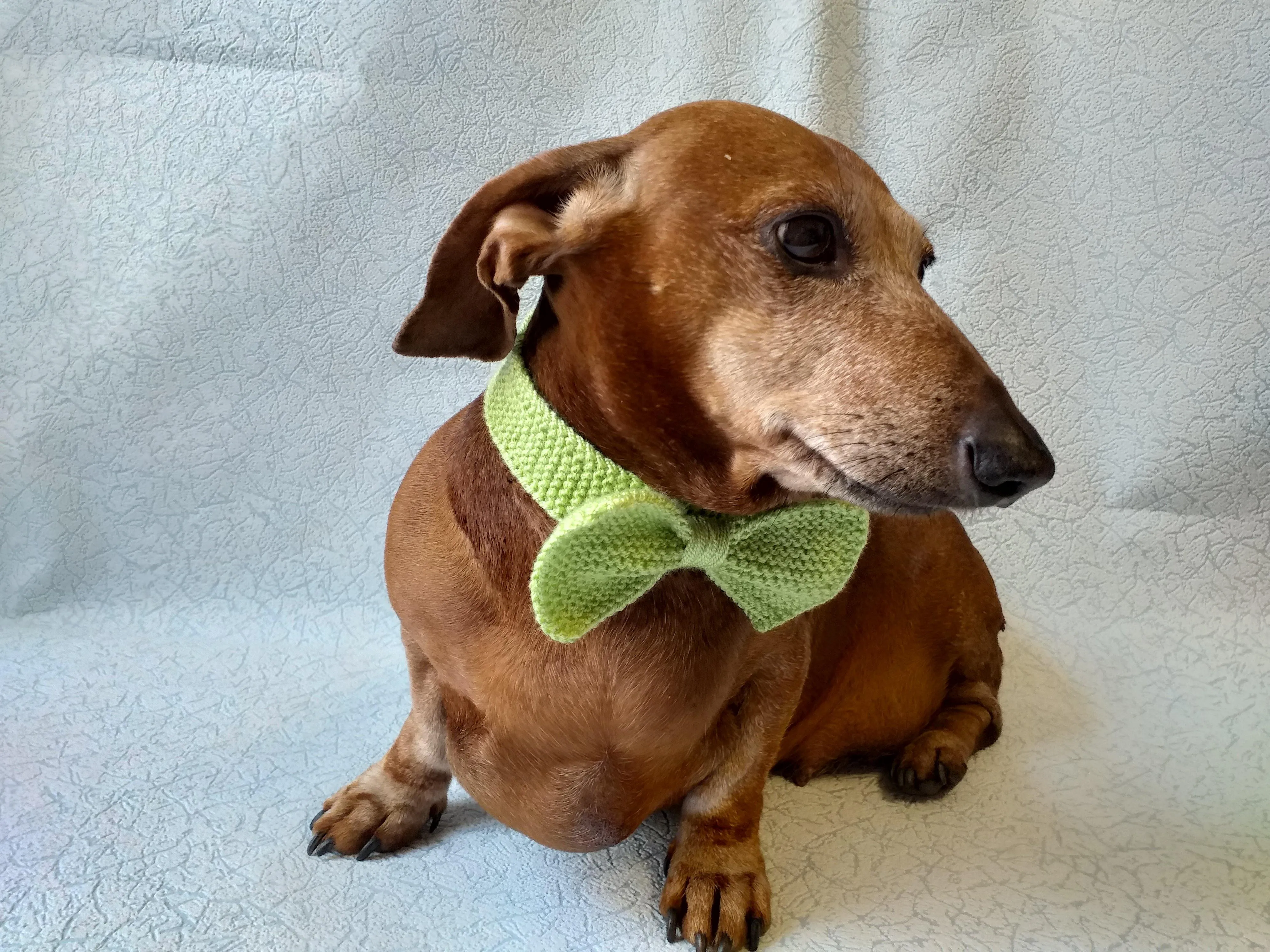 Bow collar for dachshund or small dog