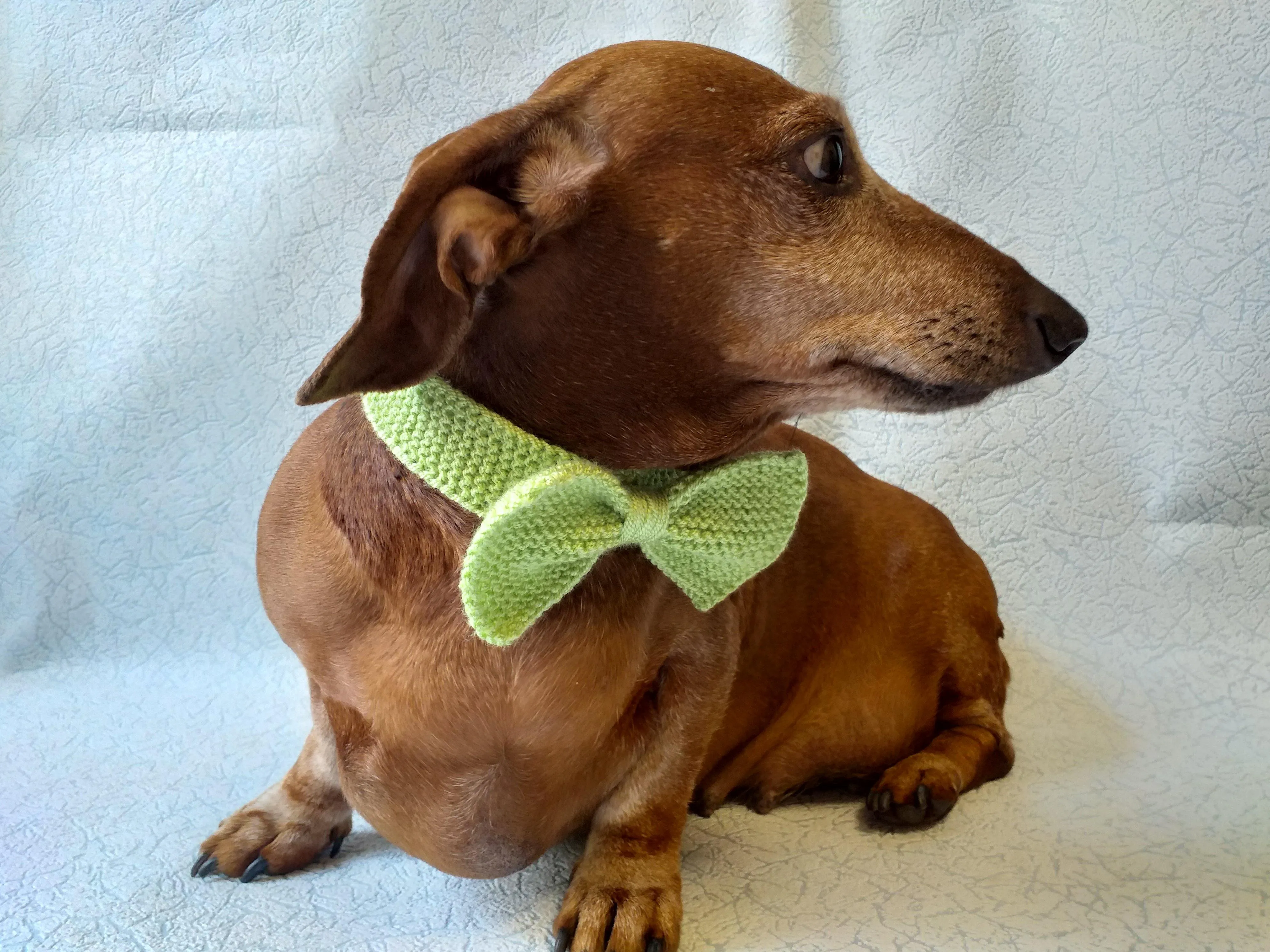 Bow collar for dachshund or small dog