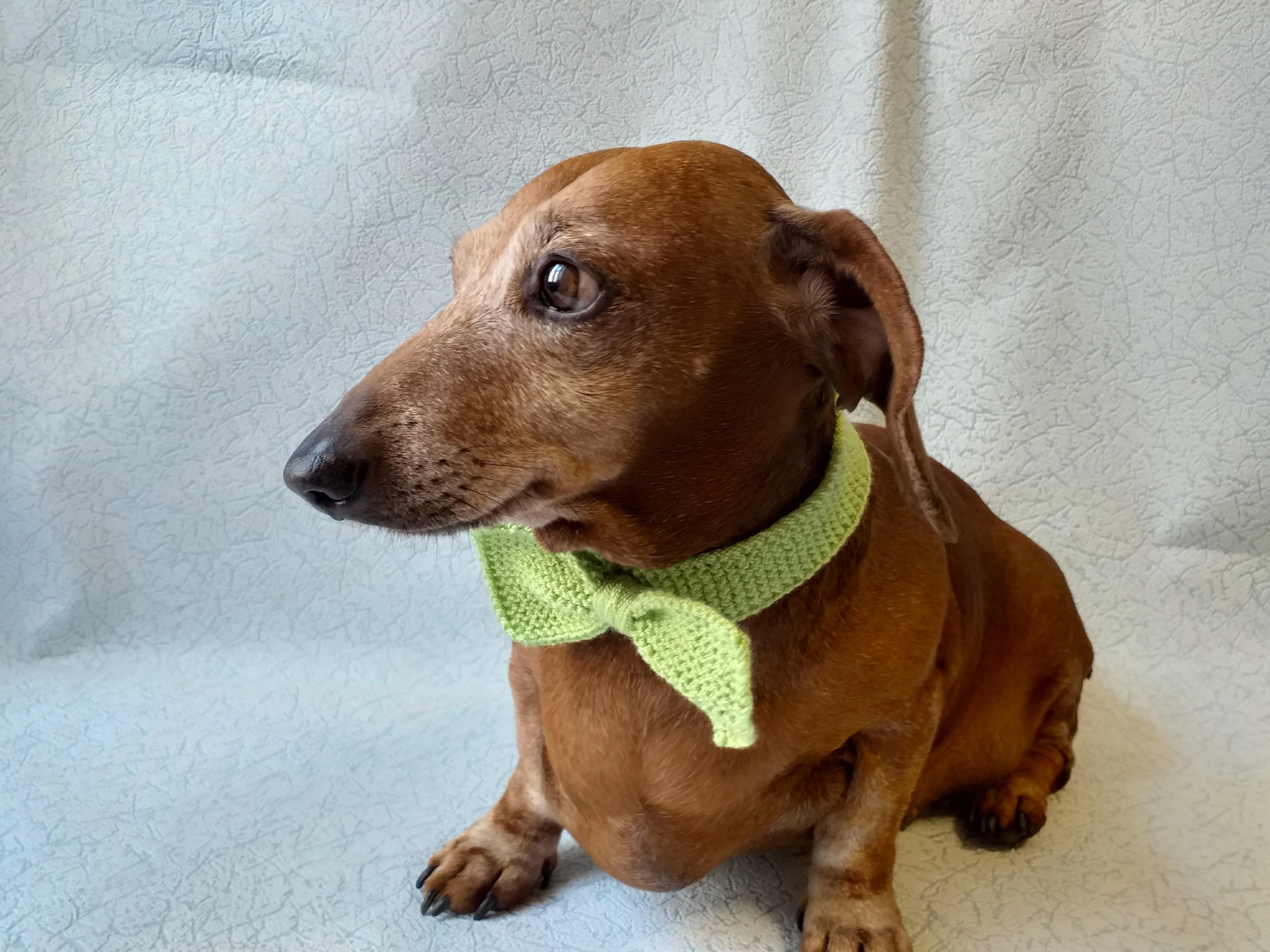 Bow collar for dachshund or small dog